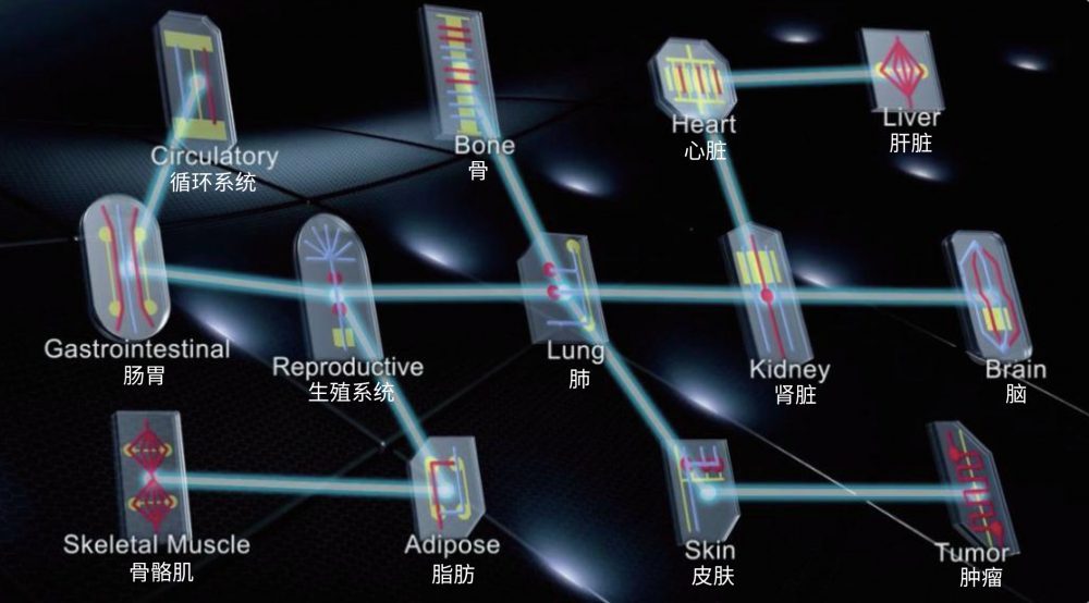 标准器官/类器官芯片 及 微流控芯片定制服务插图7 标准器官/类器官芯片 及 微流控芯片定制服务插图7
