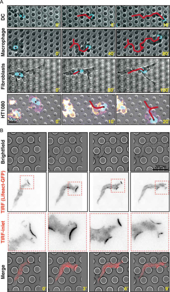 微流控应用：使用微柱芯片研究细胞3D微环境中的细胞迁移行为插图1