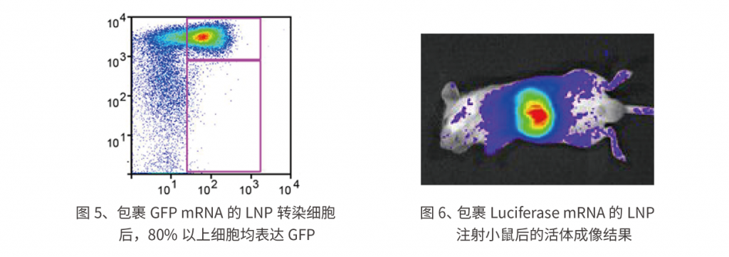 LNP(脂质纳米颗粒)合成仪(LNP-S1-L)插图6