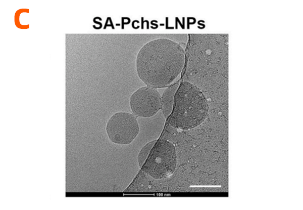 SA-Pchs配方合成的LNP冷冻电镜图，Scale bar = 100 nm