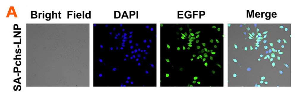 SA-Pchs-LNP含有包裹EGFP的mRNA对DC2.4细胞进行转染24小时后的图像。细胞核由DAPI标记（蓝色）