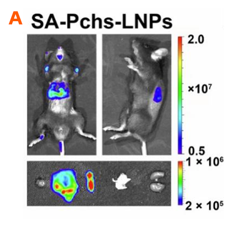 SA-Pchs-LNPs包裹firefly Luciferase转染小鼠后的体内和离体生物发光图像