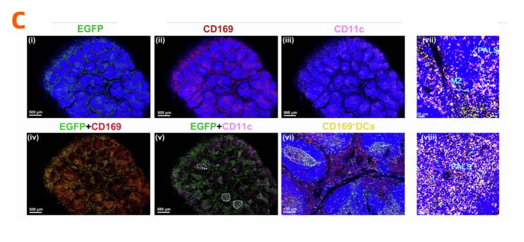 SA-Pchs-LNPs包裹EGFP后的脾脏免疫荧光染色，CD11c为DC细胞的标志（黄色）。PALS ：periarterial lymphoid，MZ：marginal zone