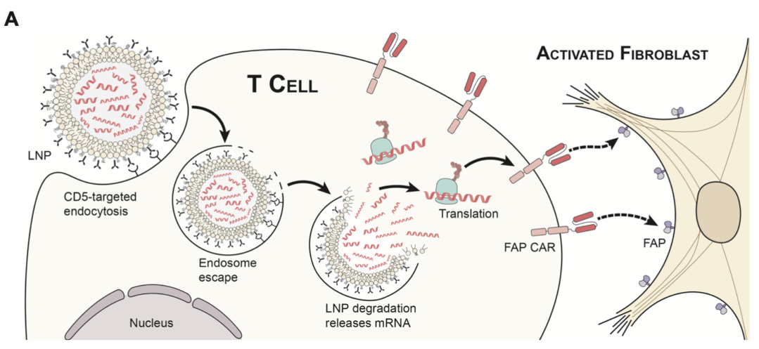 LNP-mRNA体内改造CAR-T治疗心肌损伤模式图