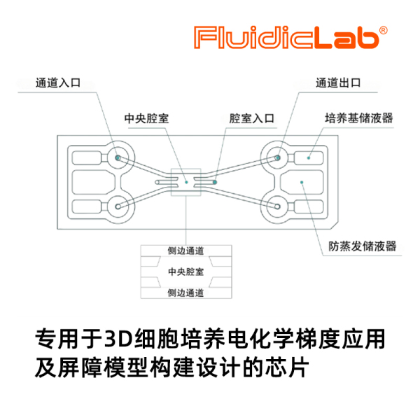 专用于3D细胞培养电化学梯度应用及屏障模型构建设计的芯片