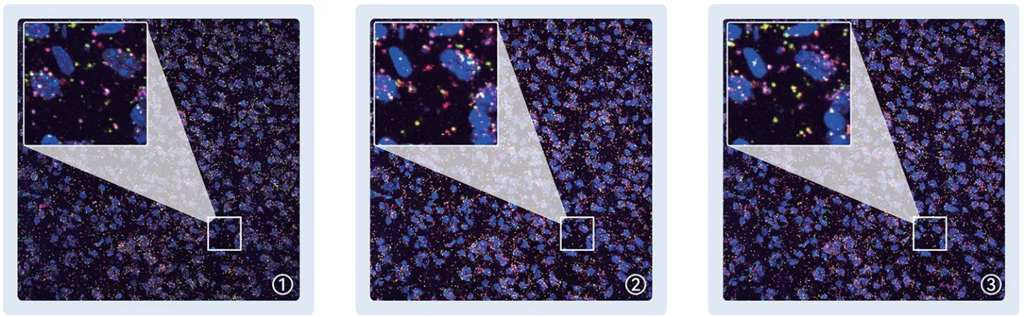 使用多路进样系统实现的 3 轮循环成像：mRNA 探针双荧光 + DAPI 染色。荧光显微镜观察显示DAPI 信号在三轮中高度重合，不同读码探针则产生了相应的 mRNA 信号差异。