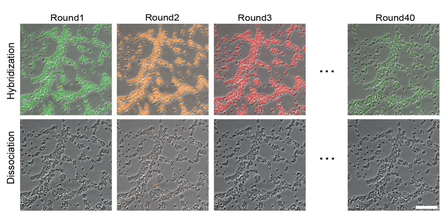 多路进样系统支持 40 轮高通量循环成像：在E.coli样本中，三色探针 (Alexa488、Cy3、Cy5) 多轮依次杂交-解离-成像，信号稳定。