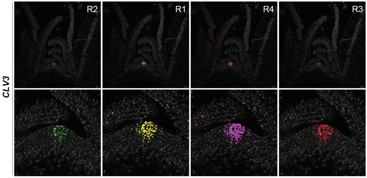 依托多路进样系统实现的多轮荧光染色，不同轮次荧光探针在组织切片中呈现清晰定位信号