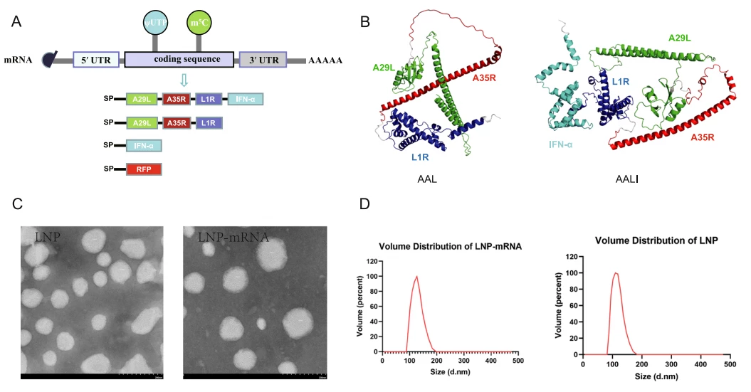 【客户论文导读】一种多价mRNA-LNP疫苗在小鼠猴痘病毒感染模型中引发了强烈的免疫反应并提供了保护插图1 LNP-mRNAs合成