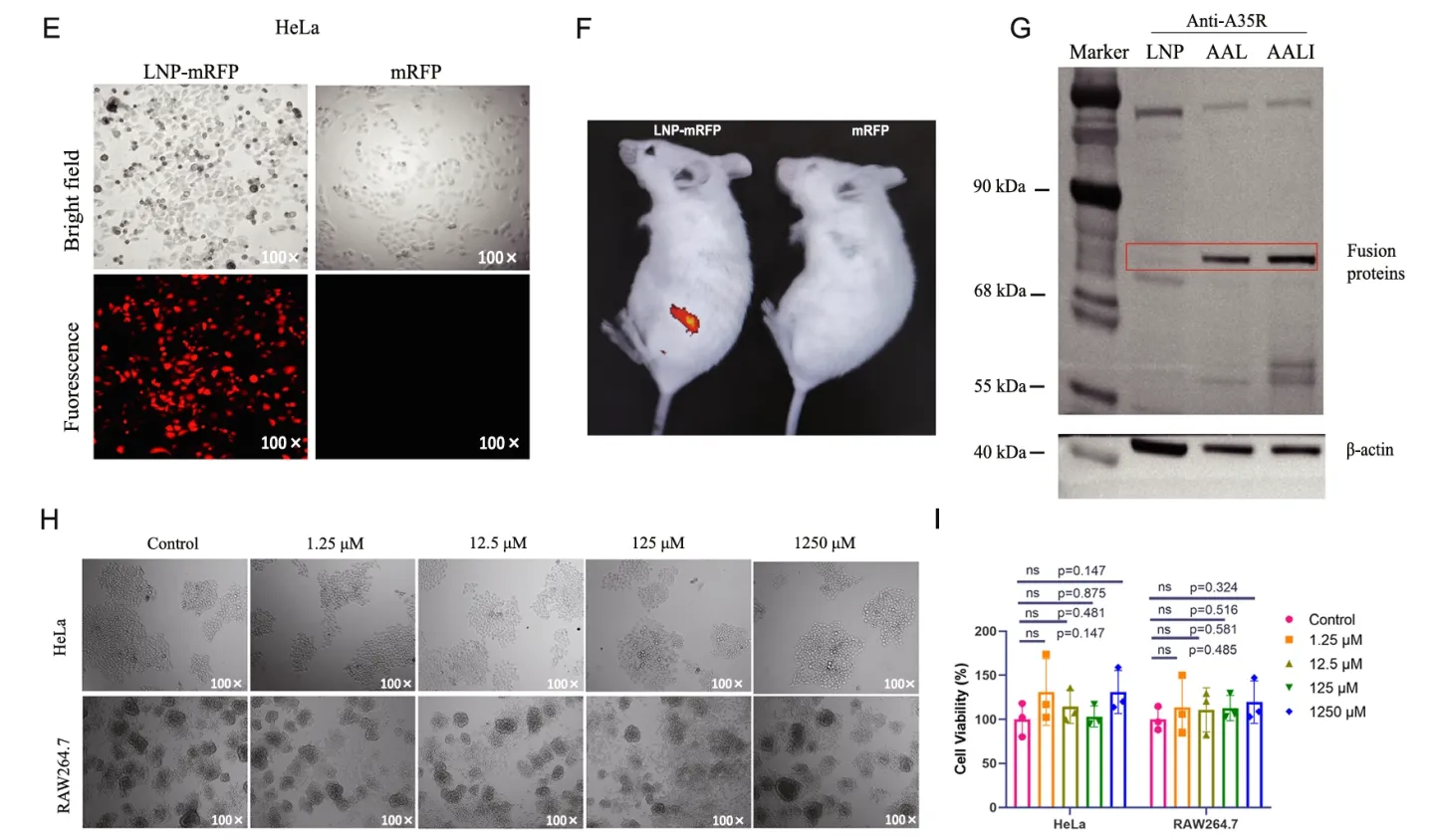 【客户论文导读】一种多价mRNA-LNP疫苗在小鼠猴痘病毒感染模型中引发了强烈的免疫反应并提供了保护插图2 LNP-mRNAs合成