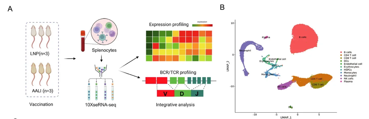【客户论文导读】一种多价mRNA-LNP疫苗在小鼠猴痘病毒感染模型中引发了强烈的免疫反应并提供了保护插图8 NGS分析