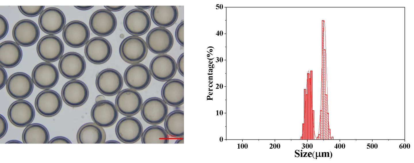 实验方案:微流控方式制备全氟己酮灭火微胶囊插图1 刚接收的核壳结构液滴囊壳平均粒径:351.71 μm,变异系数(CV):2.01%;囊芯平均粒径:303.56 μm,变异系数(CV):2.81%。其显微镜图和粒径分布如下图所示: