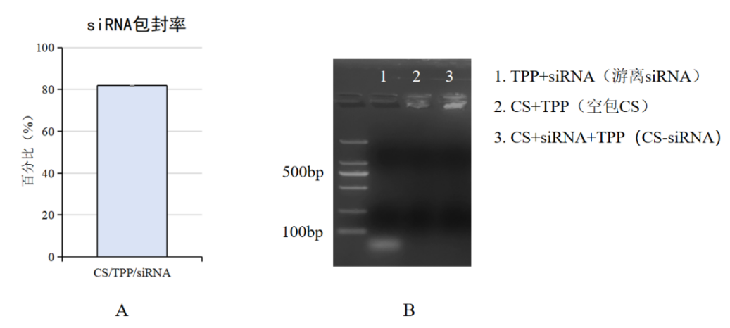 实验方案:微流控混合方式制备壳聚糖/siRNA纳米颗粒(附质量检测、转染细胞 方案)插图2 图A:游离siRNA浓度检测包封率
图B:siRNA琼脂糖凝胶电泳图