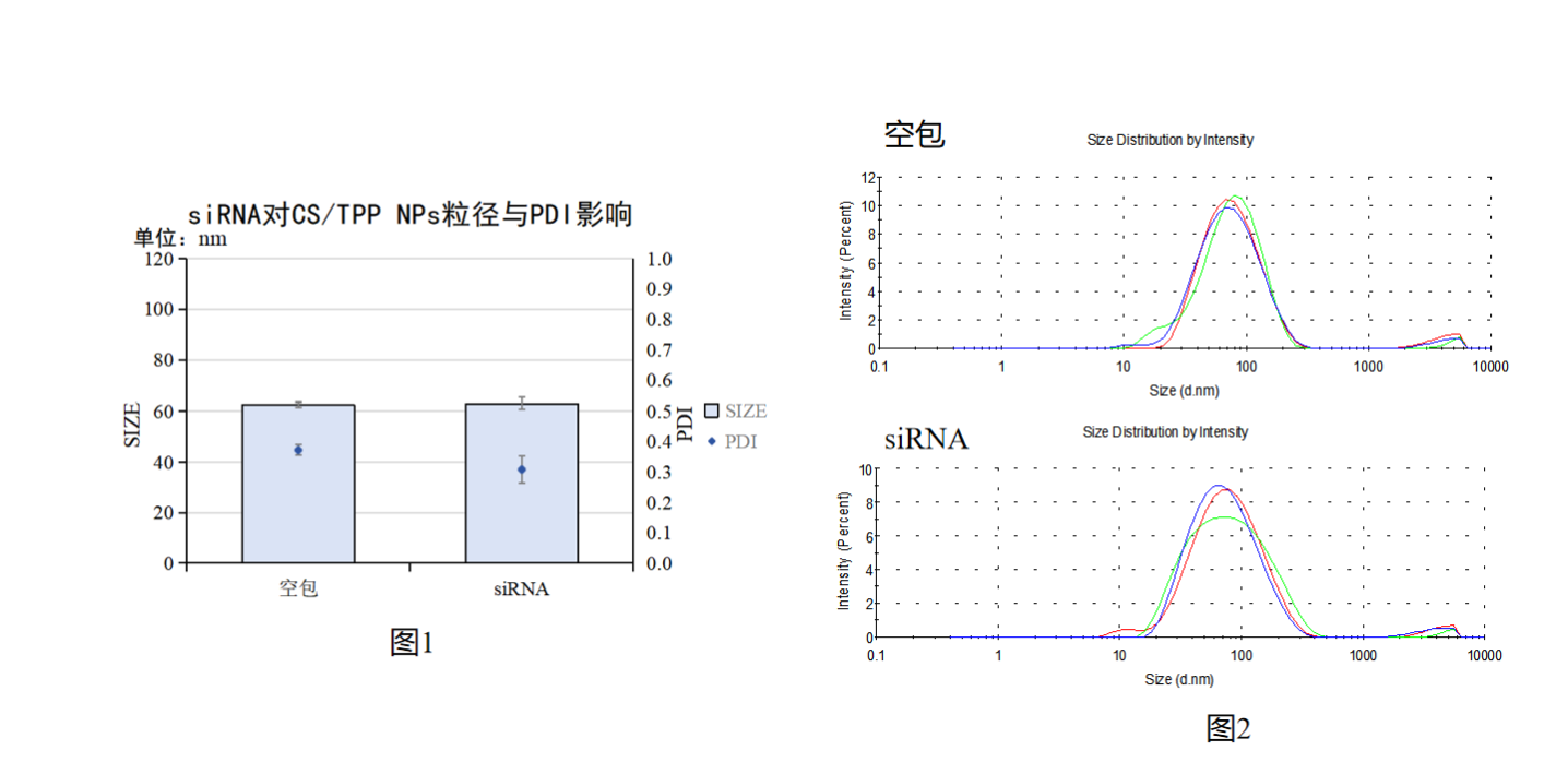 实验方案:微流控混合方式制备壳聚糖/siRNA纳米颗粒(附质量检测、转染细胞 方案)插图17 siRNA对CS/TPP NPs粒径/PDI的影响