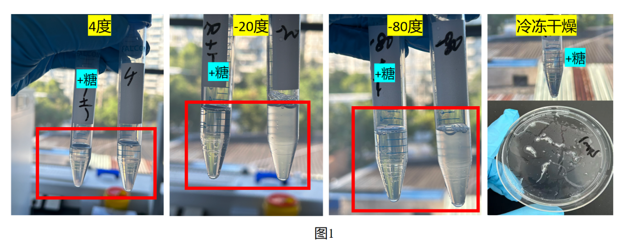 实验方案:微流控混合方式制备壳聚糖/siRNA纳米颗粒(附质量检测、转染细胞 方案)插图18 产物储存条件对CS/TPP NPs粒径/PDI的影响